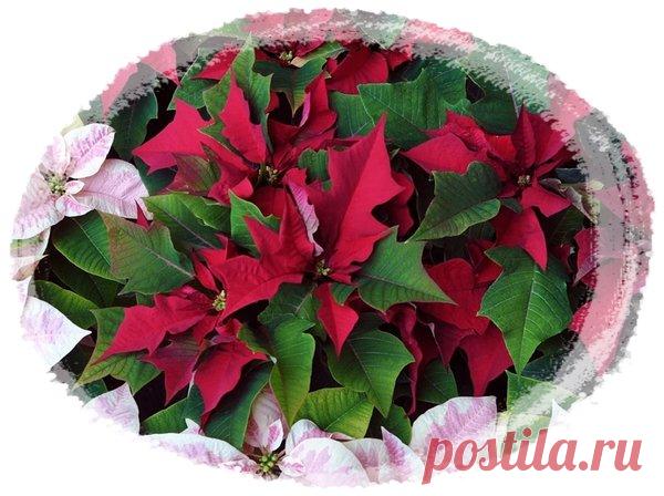 Пуансеттия для Водолея | Астропропаганда | Яндекс Дзен
Автор статьи: астролог Нина Стрелкова. Пуансеттия прекраснейшая, она же молочай красивейший, она же рождественская звезда или рождественское дерево – несомненно, удивительное растение. Оно расцветает в декабре или январе, когда совсем мало света и сразу приковывает к себе внимание красными крупными цветами. Но при ближайшем рассмотрении оказывается, что это вовсе не цветы, а листья, среди которых притаились едва заметные мелкие...