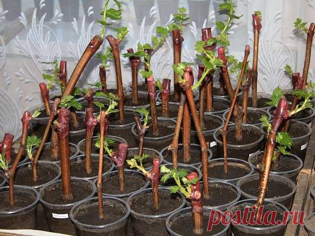 ПОЛЕЗНЫЕ СОВЕТЫ ДАЧНИКАМ: СЕКРЕТЫ ЧЕРЕНКОВ, КАКУЮ ПОЛЬЗУ НЕСУТ ОТХОДЫ....