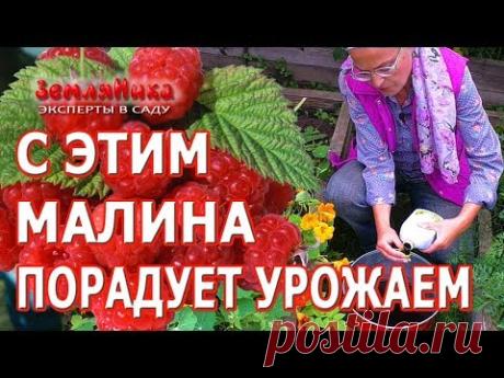 Секреты отличной малины. Супер подкормка для малины. Как увеличить плодоношение малины.