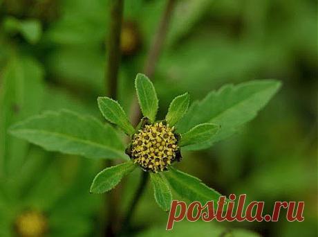 Подкралась золотуха | Друг пенсионера
Золотухой сын заболел в 15 лет. Мне посоветовали начать лечение поско­рее, потому что это заболевание мо­жет перейти в кожный туберкулез. У сына на многие лекарства аллергия.