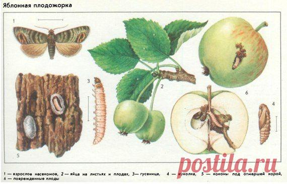 Советы опытных садоводов: как избавиться от плодожорки яблоневой — 6 соток