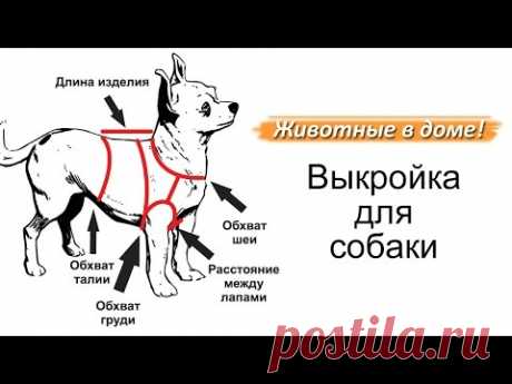 Выкройка для собаки.