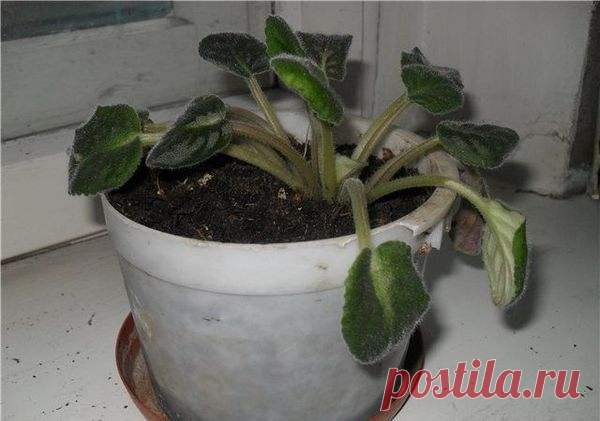 Почему появились и что делать с вялыми листьями у фиалки