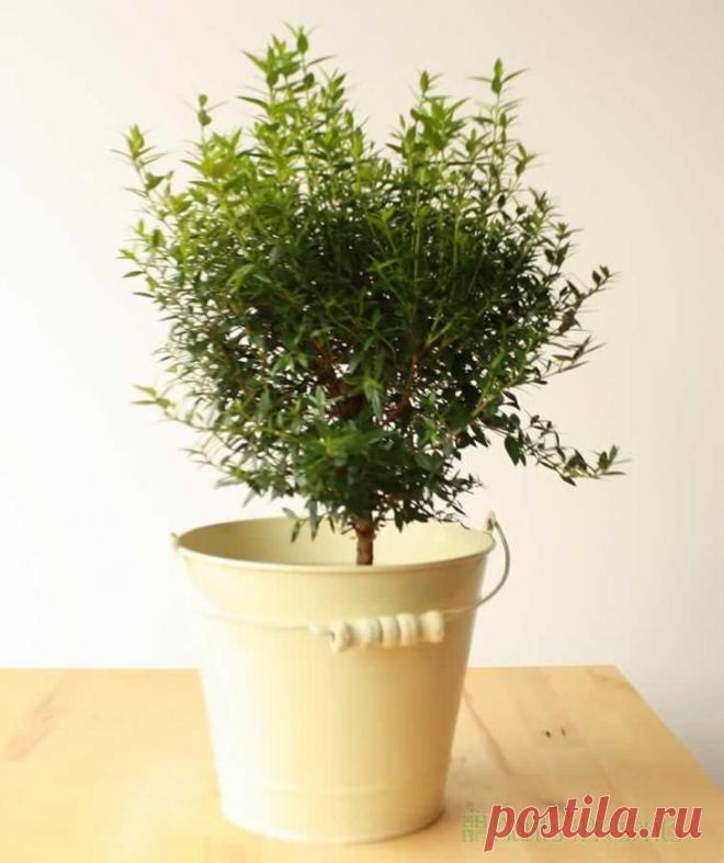 Мирт засох: как реанимировать растение Мирт – это популярное растение, которое принято относить к роду вечнозеленых кустарников. Мирт произрастает на обширных территориях Северной Африки, Западной Азии, во Флориде, в Европе, на Азорских ос...