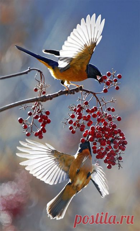 #668 黃腹曦燦 | Flickr - Photo Sharing! фликр