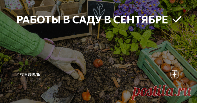 РАБОТЫ В САДУ В СЕНТЯБРЕ ✅ Сентябрьская пора – одна из самых напряженных, ведь впереди надвигается сезон затяжных дождей и первых холодов. Световой день становится короче, а ночи уже не радуют теплом. Являясь «пограничным» месяцем, сентябрь объединяет конец лета и начало осени, поэтому в первые его недели садоводы еще могут успеть реализовать незавершенные дачные работы, которые следовало окончить в августе. В частности, это касается обработки и подготовки плодохранилищ и ...