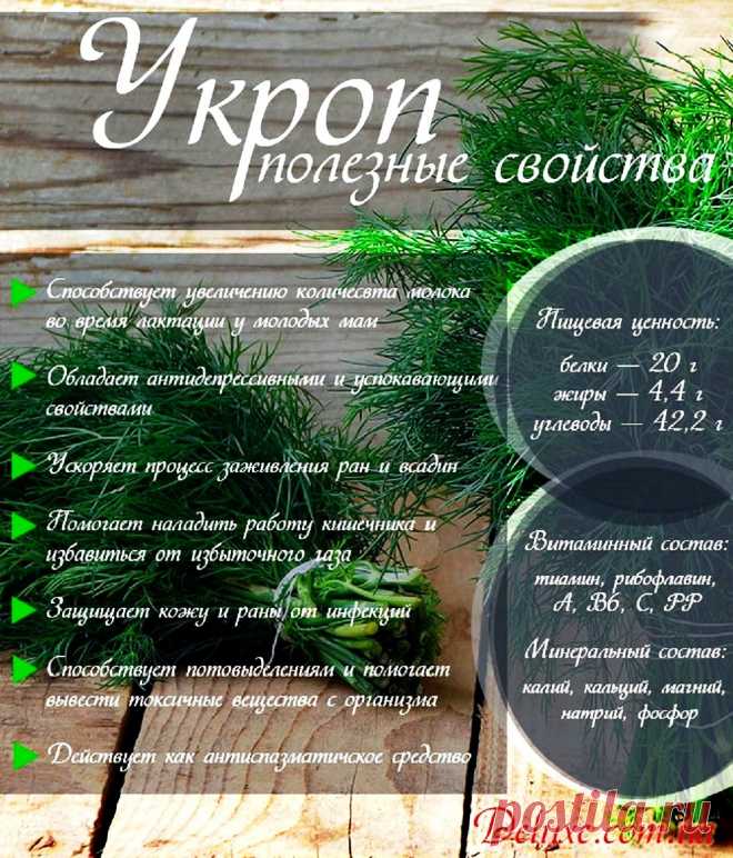 Укроп - полезные свойства