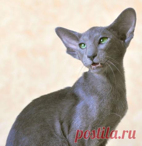 Ориентальная кошка - 83 фото крайне разговорчивой породы