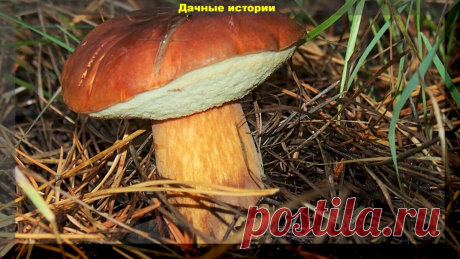 Гриб моховик - самый эффектный красавец. | Дачные истории | Яндекс Дзен