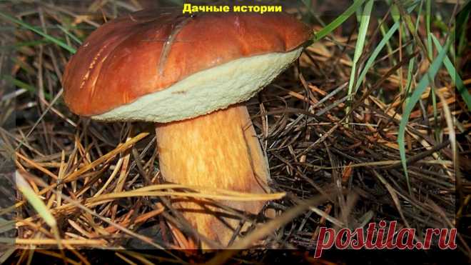 Гриб моховик - самый эффектный красавец. | Дачные истории | Яндекс Дзен