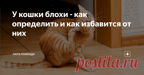 У кошки блохи - как определить и как избавится от них Блохи – один из наиболее распространенных паразитов кошек. К  сожалению, эти паразиты – удел не только подвальных животных, но и  вполне благополучных домашних питомцев. Поэтому каждый владелец кошки  должен быть готов к возможности столкнуться с блохами и уметь от них  избавляться.
Цикл развития блохи
Чтобы знать, как бороться с блохами, важно понимать, как и в каких условиях размножается этот па