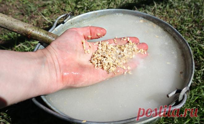 Бокаши по питательности превосходит навоз. Его придумали японцы. Расскажу простой рецепт приготовления. | Сад огород лайф. (Статьи) | Дзен