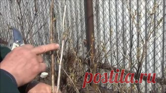 ПРАВИЛЬНАЯ обрезка ЧЁРНОЙ СМОРОДИНЫ - залог БОЛЬШОГО УРОЖАЯ!