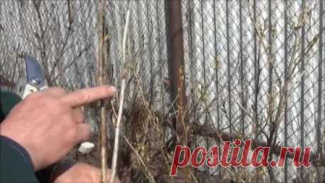 ПРАВИЛЬНАЯ обрезка ЧЁРНОЙ СМОРОДИНЫ - залог БОЛЬШОГО УРОЖАЯ!