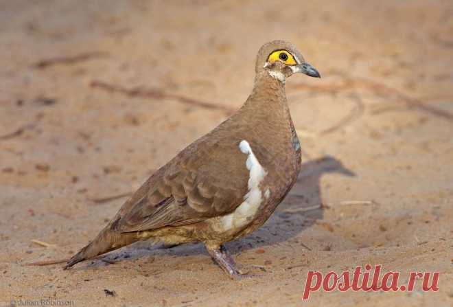 Сем. Голубиные (Columbidae)
Голубь Патриджа (Geophaps smithii)