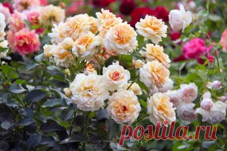 Розы флорибунда — изысканное украшение любого сада. 5 удивительно красивых сортов | Идеальный огород | Дзен