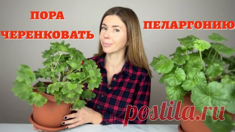 САМЫЙ ПРОСТОЙ И ЭФФЕКТИВНЫЙ способ укоренения черенков пеларгонии | Волшебная грядка | Дзен