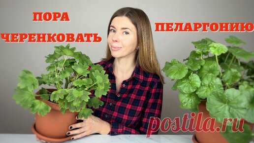 САМЫЙ ПРОСТОЙ И ЭФФЕКТИВНЫЙ способ укоренения черенков пеларгонии | Волшебная грядка | Дзен