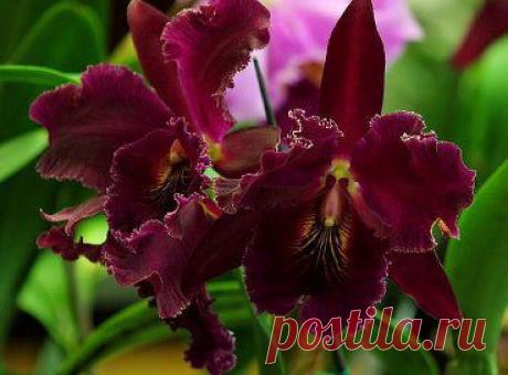 марина бадер, Любовь Тарасова считают классным альбом ***Ирисы - королевские цветы. *** Татьяны Козловой (Васильевой)