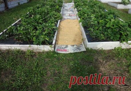 Как сделать чтобы в проходах трава не росла?.