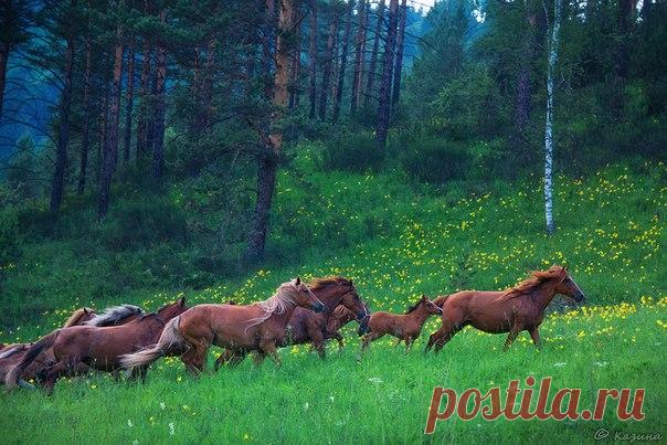 «Однажды в вечернем лесу». Горный Алтай. Автор фото – Светлана Казина: nat-geo.ru/photo/user/30896/