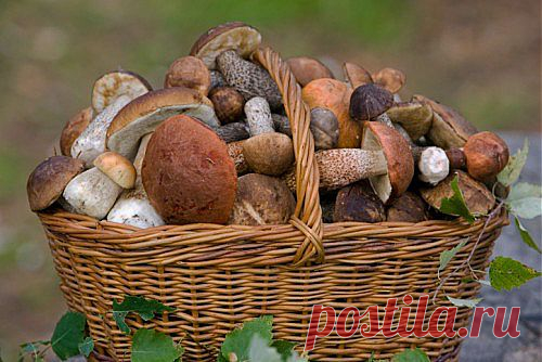 Маринованные грибы: 5 лучших рецептов | ДОМАШНЯЯ ЖИЗНЬ