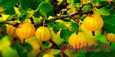 Крыжовник: Посадка и уход для богатого урожая - Сад и огород