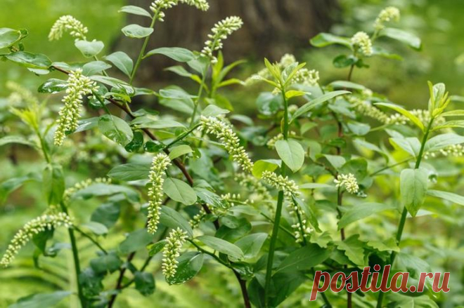 Итея виргинская Итея виргинская (Itea virginica) – кустарник, выращенный в искусственных условиях, может достигать около 1,5 м в длину. Побеги не способны к ветвлению, выглядят в виде дуг, соцветия – ровные, напомина...