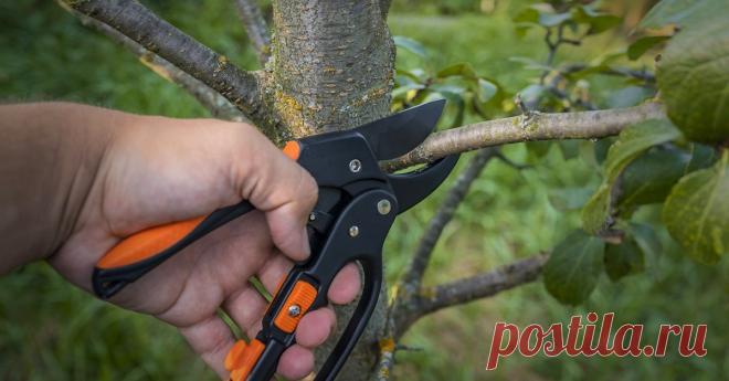 Как обрезать плодовые деревья летом – 5 простых и эффективных приемов Опытный специалист рассказывает, почему летом деревья нуждаются в обрезке, и как ее правильно провести.