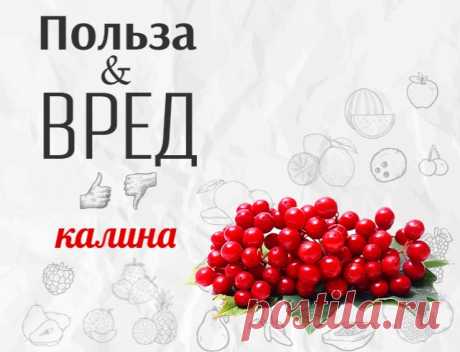 Чем полезна калина: калорийность и полезные свойства калина — 2018