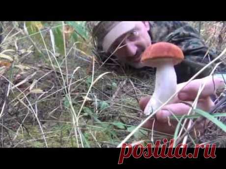 ВИДЕО-РЕЦЕПТ МАРИНОВАННЫЕ ЛЕСНЫЕ ГРИБЫ СЮФ КРАСНОДАРСКИЙ РУССКАЯ КУХНЯ НАРОДОВ СЕВЕРА - YouTube
