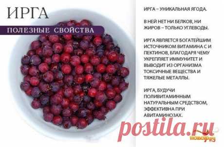 Ирга полезные свойства