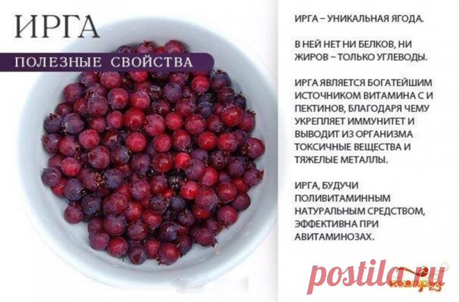 Ирга полезные свойства
