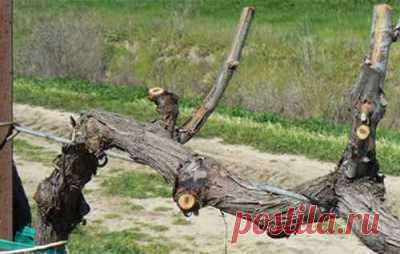 Обрезка старого куста винограда | Подсобное хозяйство