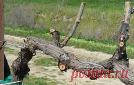 Обрезка старого куста винограда | Подсобное хозяйство