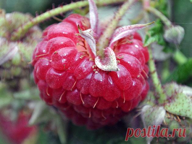 Малина осенью – посадка и уход в саду, обрезка малины осенью и пересадка, когда пересаживать и чем подкормить малину осенью