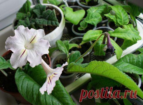 Если вы уезжаете: как обеспечить полив комнатным растениям / Домоседы