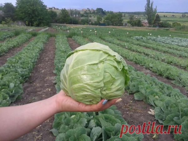 Нижние листья у капусты: удалить или оставить?