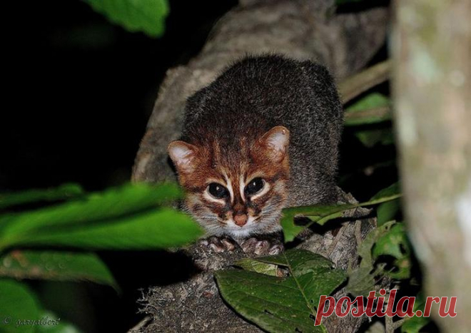 20 редких диких кошек - Суматранская кошка