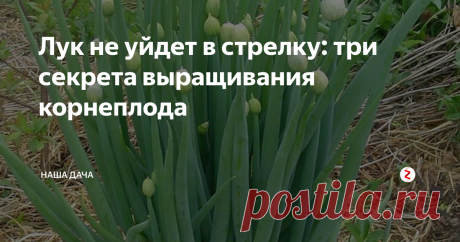 Лук не уйдет в стрелку: три секрета выращивания корнеплода Стрелки у лука – явление негативное для тех, кто старается вырастить крупные и сочные репки. Каждый дачник знает, что появление стрелок на яровом луке не обещает ничего хорошего: такие луковицы не вырастут крупными, да и храниться они не будут. Поэтому «стрелочные» экземпляры нужно съесть в первую очередь. Как избежать «массовых» стрелок, и что нужно сделать для того, чтобы лук не цвел?