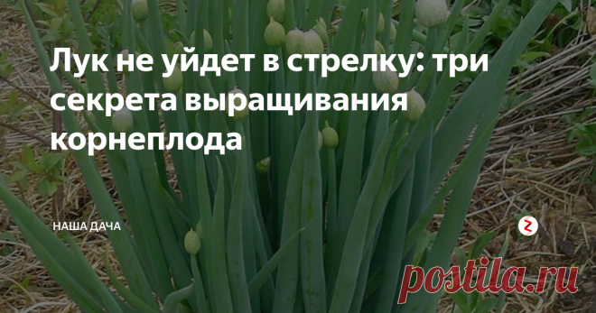 Лук не уйдет в стрелку: три секрета выращивания корнеплода Стрелки у лука – явление негативное для тех, кто старается вырастить крупные и сочные репки. Каждый дачник знает, что появление стрелок на яровом луке не обещает ничего хорошего: такие луковицы не вырастут крупными, да и храниться они не будут. Поэтому «стрелочные» экземпляры нужно съесть в первую очередь. Как избежать «массовых» стрелок, и что нужно сделать для того, чтобы лук не цвел?