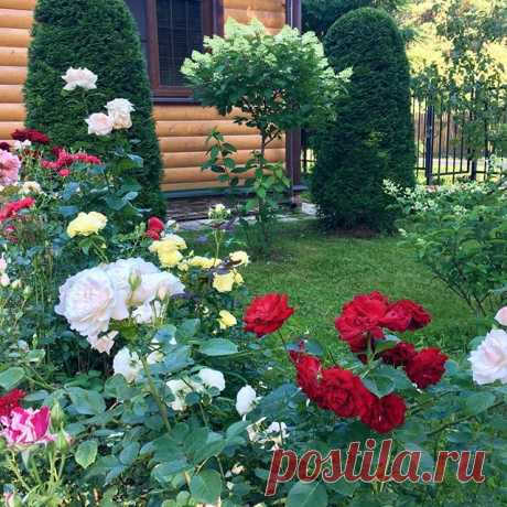 Сад мамы мужа🏡
.
Тут целая коллекция роз🌹, гортензий🌸, флоксов🌺 и хост🌿
.
Удивительно, она не знает ни одного названия сорта, но знает как любить сад и во второй половине лета он прекрасен❤️ ——————————
С любовью о саде и идеях для него! 
Присоединяйтесь👉 @anutinsad