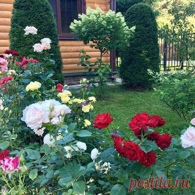 Сад мамы мужа🏡
.
Тут целая коллекция роз🌹, гортензий🌸, флоксов🌺 и хост🌿
.
Удивительно, она не знает ни одного названия сорта, но знает как любить сад и во второй половине лета он прекрасен❤️ ——————————
С любовью о саде и идеях для него! 
Присоединяйтесь👉 @anutinsad