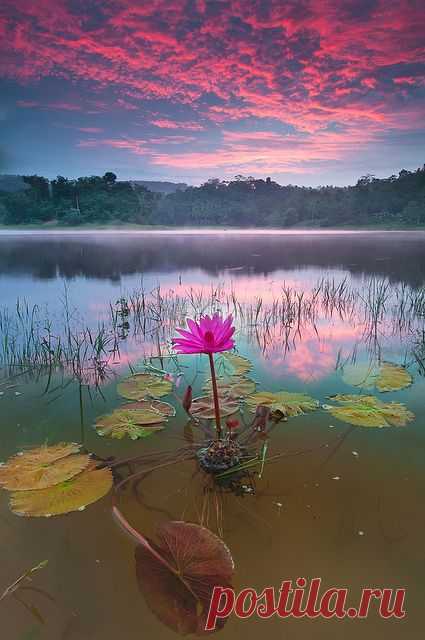 Lily pads.  
Flickr - Photo Sharing! из Flickr - Photo Sharing!   |  Pinterest • Всемирный каталог идей