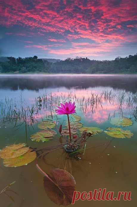 Lily pads.  
Flickr - Photo Sharing! из Flickr - Photo Sharing!   |  Pinterest • Всемирный каталог идей