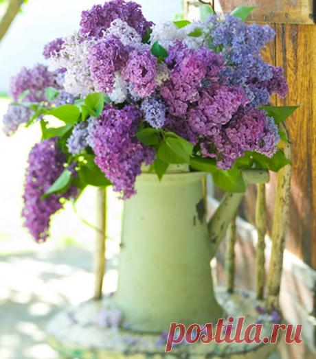 Сирень: приметы и магические свойства