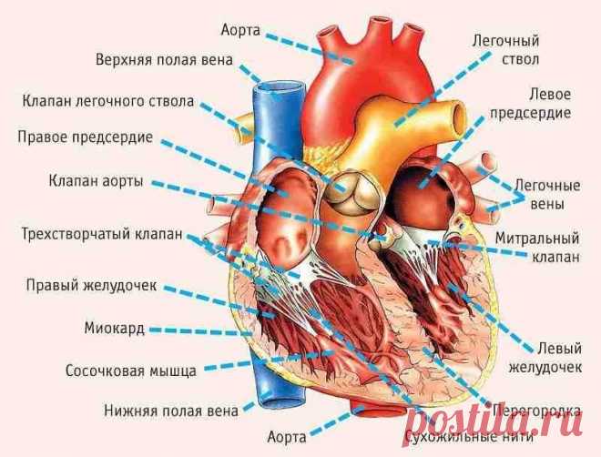 11 симптомов, указывающих на серьезные проблемы с сердцем! Очень ценная информация, которая может спасти здоровье ваших близких!Сердечный приступ бьет на поражение. Такой сбой может привести не только к инвалидности, но и к летальному исходу. И все потому