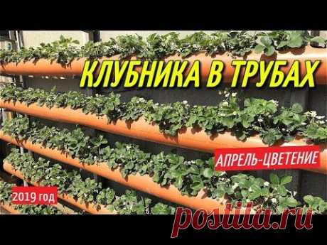 КЛУБНИКА В ТРУБАХ/Весна-цветение клубники в грядках из трубы.
