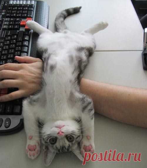 «Ни стыда, ни совести!» 30 фото самых обнаглевших морд