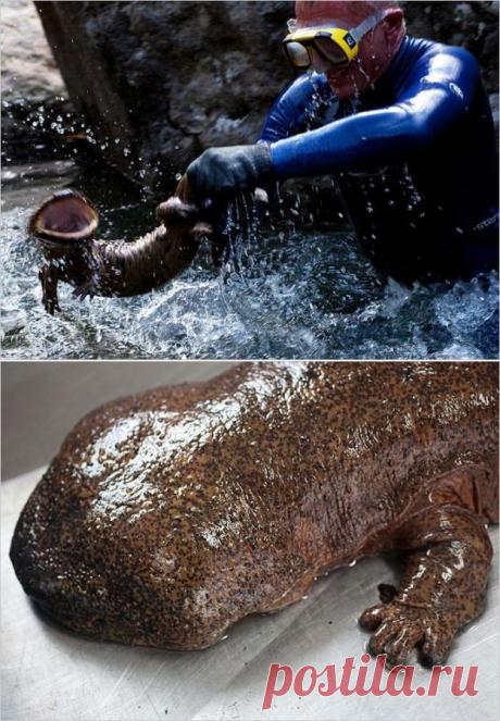 Самые страшные речные монстры (110 фото) | Прикольные картинки, интересные фотографии, фото девушек, смешные и интересные видео, фото приколы